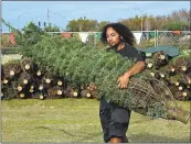  ?? JOSE CARLOS FAJARDO — STAFF PHOTOGRAPH­ER ?? Employee Ikaika Bargas, of Antioch, carries a tree Friday at a Christmas tree lot in Brentwood. Growers have had to raise prices on trees due to a shortage.