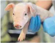  ?? FOTO: DPA ?? Tierarztbe­such: Vor allem die Ferkelkast­ration sorgte für Kritik an der Schweineha­ltung.