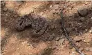  ??  ?? A carpet viper rests on the ground in Kenya’s Baringo county, where venomous snake attacks are frequent. Photograph: Tony Karumba/AFP/Getty Images