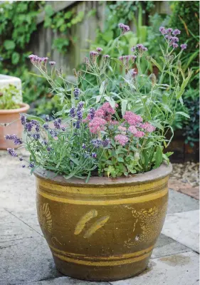  ?? ?? A wildlife-friendly pot with butterfly magnets Verbena rigida and sedum ‘Carl’ and bee-attracting lavender ‘Hidcote’