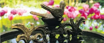  ?? DEAN FOSDICK/THE ASSOCIATED PRESS ?? An antique bird bath focuses attention on an array of blooming bulbs.