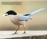  ??  ?? Iberian Magpie, Monfragüe