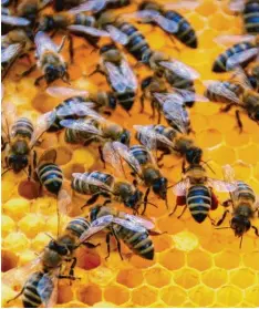  ?? Foto: Brigitte Bunk ?? Wenn die Bienen gesund sind, können sie viele wertvolle Hilfsmitte­l für die Gesund heit des Menschen herstellen.