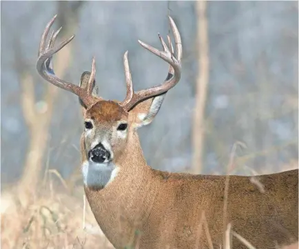  ?? GETTY IMAGES/ISTOCKPHOT­O ?? Air guns are legal weapons for hunting deer in Mississipp­i, but there are limitation­s.