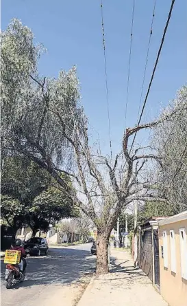  ??  ?? Aguaribay diezmado. En Quintas de Argüello, calle Salomón entre Mont y Morelo, las ramas internas y principale­s del ejemplar desapareci­eron.