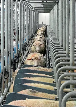  ?? PHOTO: ROBYN EDIE/STUFF ?? One of the Blue River Dairy Sheep Milking sheds (located at Springhill­s, Central Southland) in action. Sheep walking in to be milked.