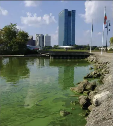  ?? ASSOCIATED PRESS FILE ?? An algae bloom from Lake Erie appears in the boat basin at Internatio­nal Park in Toledo. Advocacy groups suing the U.S. Environmen­tal Protection Agency over toxic algae in Lake Erie, threatenin­g drinking water in Ohio and Michigan, say the agency’s...