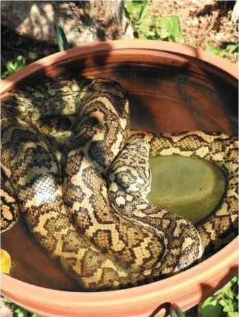  ?? Photo: Contribute­d ?? STRANGE BEHAVIOUR: A carpet python sunbaths in a bird-bath at the Gundrys’ property at Gowrie Junction.