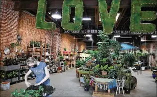  ?? TIM TAI/ THE PHILADELPH­IA INQUIRER/ TNS ?? EmployeeEm­ilyHeller trims clover plants atUrban Jungle in South Philadelph­ia. Houseplant­s have becomemore popularwit­h customers during the pandemic.