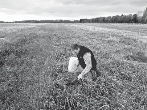  ??  ?? Farmer Ford demonstrat­es the use of the weedkiller glyphosate on his arable farm in Brentwood, Britain on Nov 7.