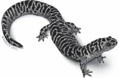  ?? ILLUSTRATI­ON BY MARK MANDICA ?? The frosted flatwoods salamander, pictured here, is the rarest amphibian in Georgia. The Atlanta-based Amphibian Foundation has the world’s only captive population of the animal and is trying to produce the salamander’s offspring and return them to the...