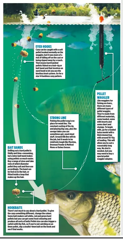 PELLET WAGGLER RIG FOR CARP - PressReader