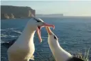  ?? Photograph: Francesco Ventura ?? Black-browed albatrosse­s in New Zealand.