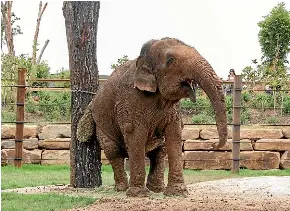  ?? SYDNEY ZOO ?? A spokesman for Sydney Zoo said Saigon had settled into her new home ‘‘incredibly well’’.