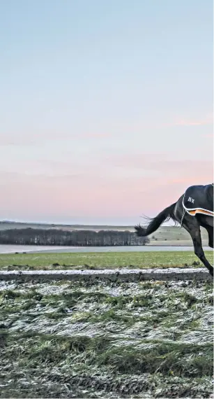  ??  ?? Dawn run: Might Bite on the gallops at Nicky Henderson’s Lambourn stables