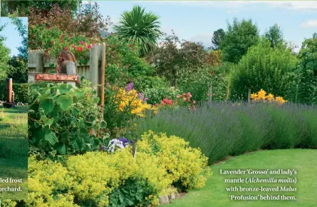  ??  ?? Lavender ‘Grosso’ and lady’s mantle ( Alchemilla mollis) with bronze-leaved Malus ‘Profusion’ behind them.