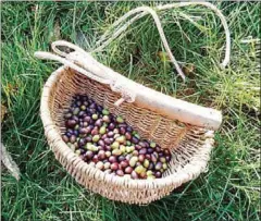  ?? KINS/THE WASHINGTON POST NANCY HARMON JEN- ?? An old-fashioned basket used for collecting olives is worn around the picker’s waist, leaving both hands free to do the job.