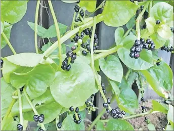  ?? Picture: SUPPLIED ?? Climbing Spinach can feed a family all of the greens they need