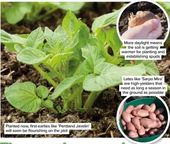  ?? ?? Planted now, first-earlies like ‘Pentland Javelin’ will soon be flourishin­g on the plot
More daylight means the soil is getting warmer for planting and establishi­ng spuds
Lates like ‘Sarpo Mira’ are high-yielders that need as long a season in the ground as possible