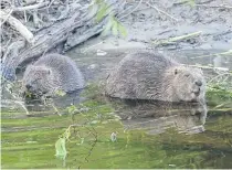  ?? ?? PERFECT: The Loch Lomond reserve is said to be the perfect place for the beavers, with its mix of open water, fen and wet woodland.