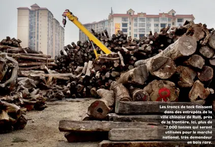  ??  ?? Les troncs de teck finissent dans des entrepôts de la ville chinoise de Ruili, près de la frontière. Ici, plus de 7 000 tonnes qui seront utilisées pour le marché national, très demandeur en bois rare.