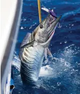  ?? ?? According to NOAA, the Atlantic wahoo population level is “unknown, but presumed stable.” They live a maximum of five to six years.