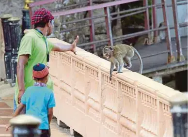  ?? PIC BY FARIZUL HAFIZ AWANG ?? Visitors to Teluk Chempedak like to feed the wild monkeys.