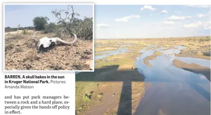  ?? Amanda Watson Pictures: ?? BARREN. A skull bakes in the sun in Kruger National Park. DROUGHT. A river in the Kruger National Park is almost dry.