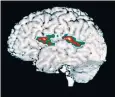  ??  ?? Certain parts of the brain control memory, but early recollecti­ons can be fictional