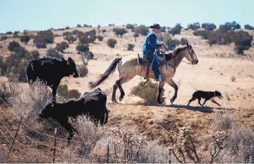  ?? ROBERTO E. ROSALES/JOURNAL ?? Ayden Madrid, 18, and his dog, Joey, move cattle on his family’s ranch near Cabezon Peak. Madrid, a linebacker for Bernalillo High School, has helped work the ranch since he was 10 years old.