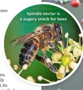  ??  ?? Spindle nectar is a sugary snack for bees