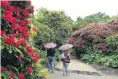  ?? PHOTO: STEPHEN JAQUIERY ?? Paradise . . . The rhododendr­on dell at the Dunedin Botanic Garden.