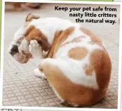  ??  ?? Keep your pet safe from nasty little critters
the natural way.