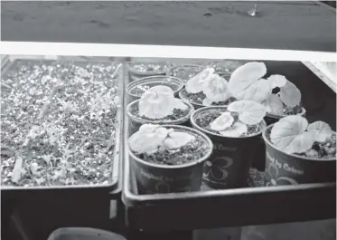  ?? [WHITNEY NEILSON / THE OBSERVER] ?? On the right are some of Marg Brubacher’s geraniums, which germinate in as quick as three days. She starts them indoors in the winter, so they’re ready for planting in May.