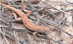  ??  ?? The dunes sagebrush lizard is unlisted as endangered by the U.S. Fish and Wildlife Service but listed as endangered by New Mexico.