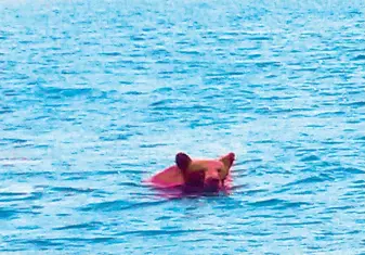  ?? Kail Robert ?? A cinnamon-colored black bear was sighted swimming across a lake in Northern California, one of many wildlife surprises people can encounter when they go out to see Mother Nature.