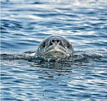  ??  ?? A close encounter with a leopard seal while in Antarctica.