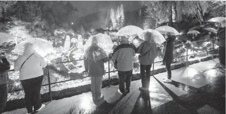  ??  ?? Compliment­ary umbrellas came in handy in the rain at the start of the light-up event.