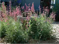  ?? Tribune News Service ?? ■ Penstemon parryi is easy to sow from seed but also sold in garden centers.