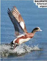  ?? ?? BALDPATE American
wigeon