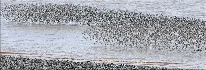  ?? SUBMITTED PHOTO ?? Semipalmat­ed sandpipers return to Bay of Fundy beaches each summer to rest and refuel for their migration to South America late in the summer.