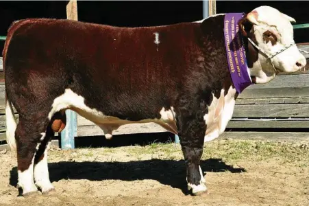  ?? PHOTO: CONTRIBUTE­D ?? WHITE FACE SALE: Battalion Black Hawk K7, Battalion Herefords, Dundee, NSW, sold for $45,000 at the Glen Innes Hereford Bull Sale last year.