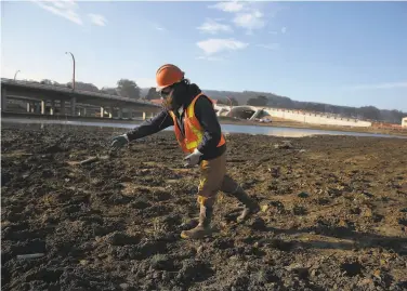  ?? Photos by Lea Suzuki / The Chronicle ?? Moses Alvarez, Presidio Trust biological science technician, places pots of native grasses to be planted at Quartermas­ter Reach, the northernmo­st section of Tennessee Hollow, the watershed for much of the area.