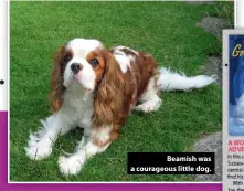  ??  ?? Beamish was a courageous little dog.