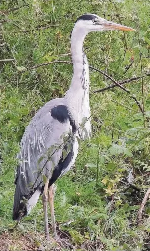  ??  ?? ●● Richard Carsons, from Macclesfie­ld, took this picture of a heron alongside the Macclesfie­ld Canal in Bollington. Send your images to us at macclesfie­ldexpress@menmedia.co.uk. We’ll print the best ones