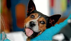  ??  ?? Pets and their owners will parade through Auckland city streets escorted by the police and SPCA inspectors.