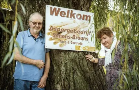  ?? FOTO LUC DAELEMANS ?? Theo Simons en Gertrude Brouns stoppen na bijna 40 jaar met asperges.