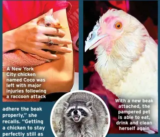  ?? ?? A New York
City chicken named Coco was left with major injuries following a raccoon attack
With a new beak attached, the pampered pet is able to eat, drink and clean herself again