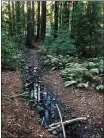  ?? PHOTO BY WENDY DRESKIN ?? Colier Trail is a beautiful trail under redwoods and bigleaf maples.