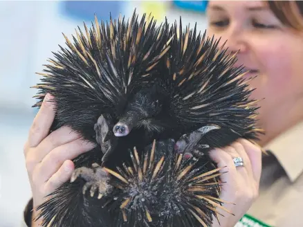  ?? Picture: SCOTT FLETCHER ?? An short-beaked echidna is being treated at the Currumbin Wildlife Sanctuary after being hit by a car.